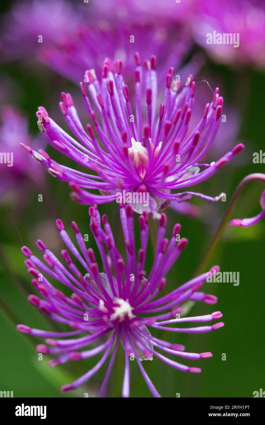 Flowers of Meadow Rue Thalictrum delaveyi "Calze nere" in agarden. Powys, Galles. Maggio. Foto Stock