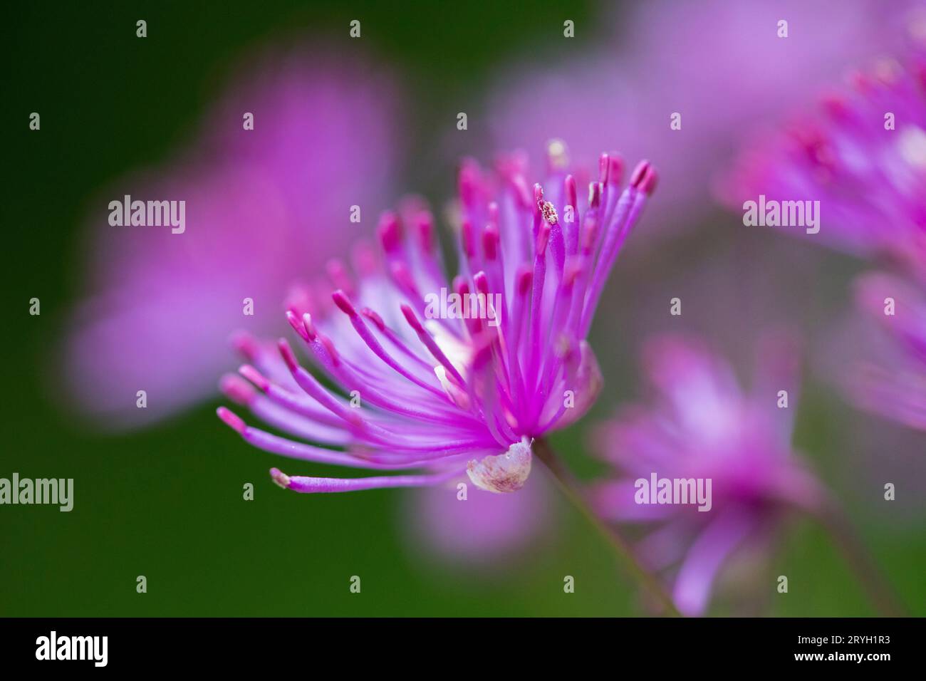 Flowers of Meadow Rue Thalictrum delaveyi "Calze nere" in agarden. Powys, Galles. Maggio. Foto Stock