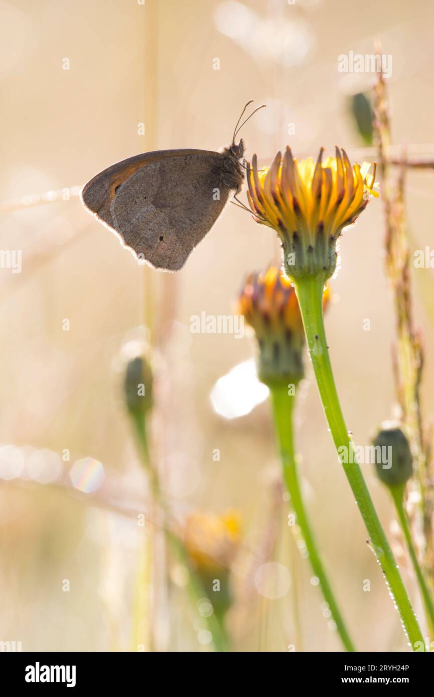 Farfetta di Meadow Brown (Maniola jurtina) appollaiata su un fiore di falco in un prato. Powys, Galles. Giugno. Foto Stock
