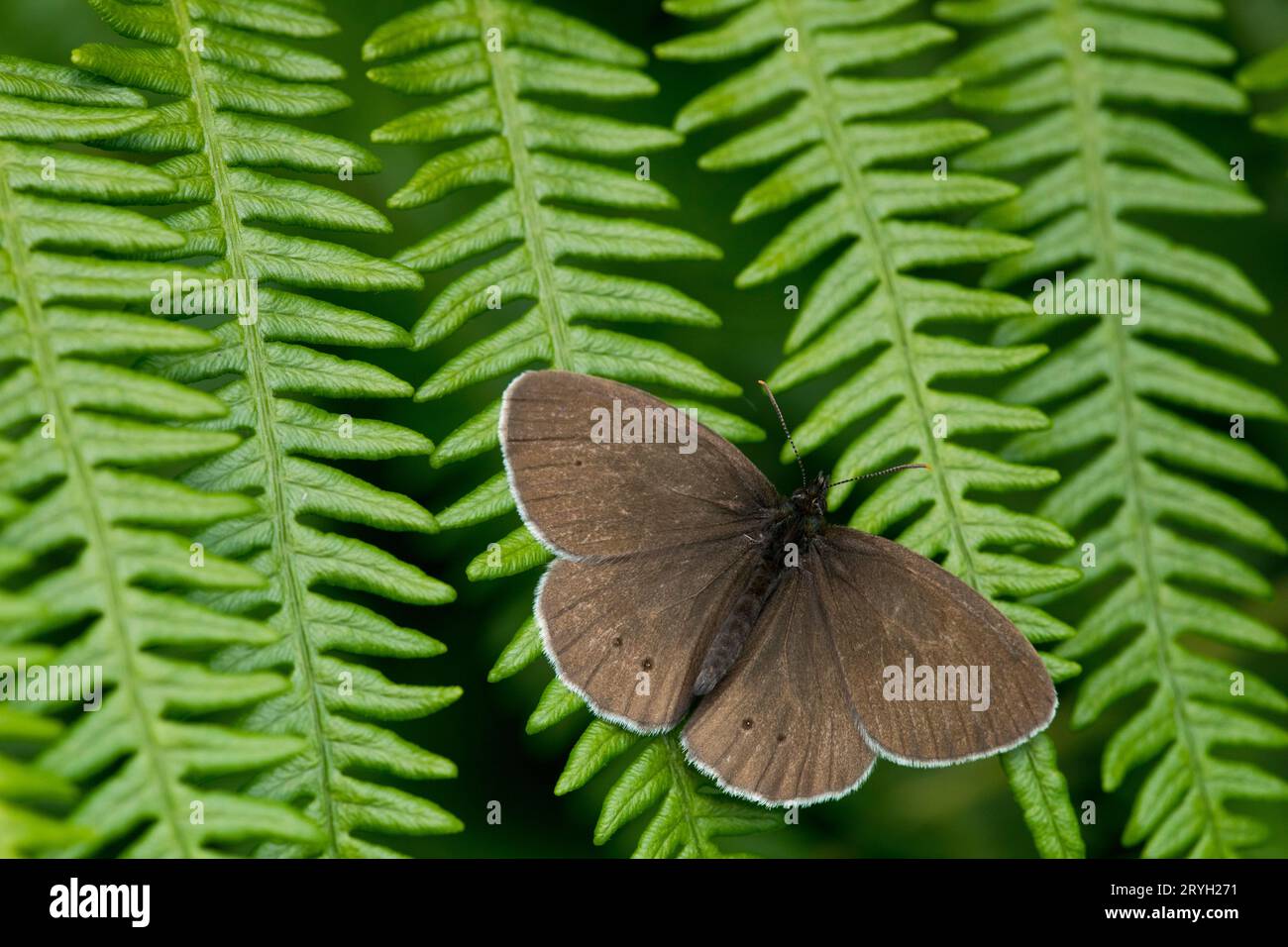 Farfalla Ringlet (Aphantopus hyperantus) che si crogiola su una fronda. Powys, Galles. Giugno. Foto Stock