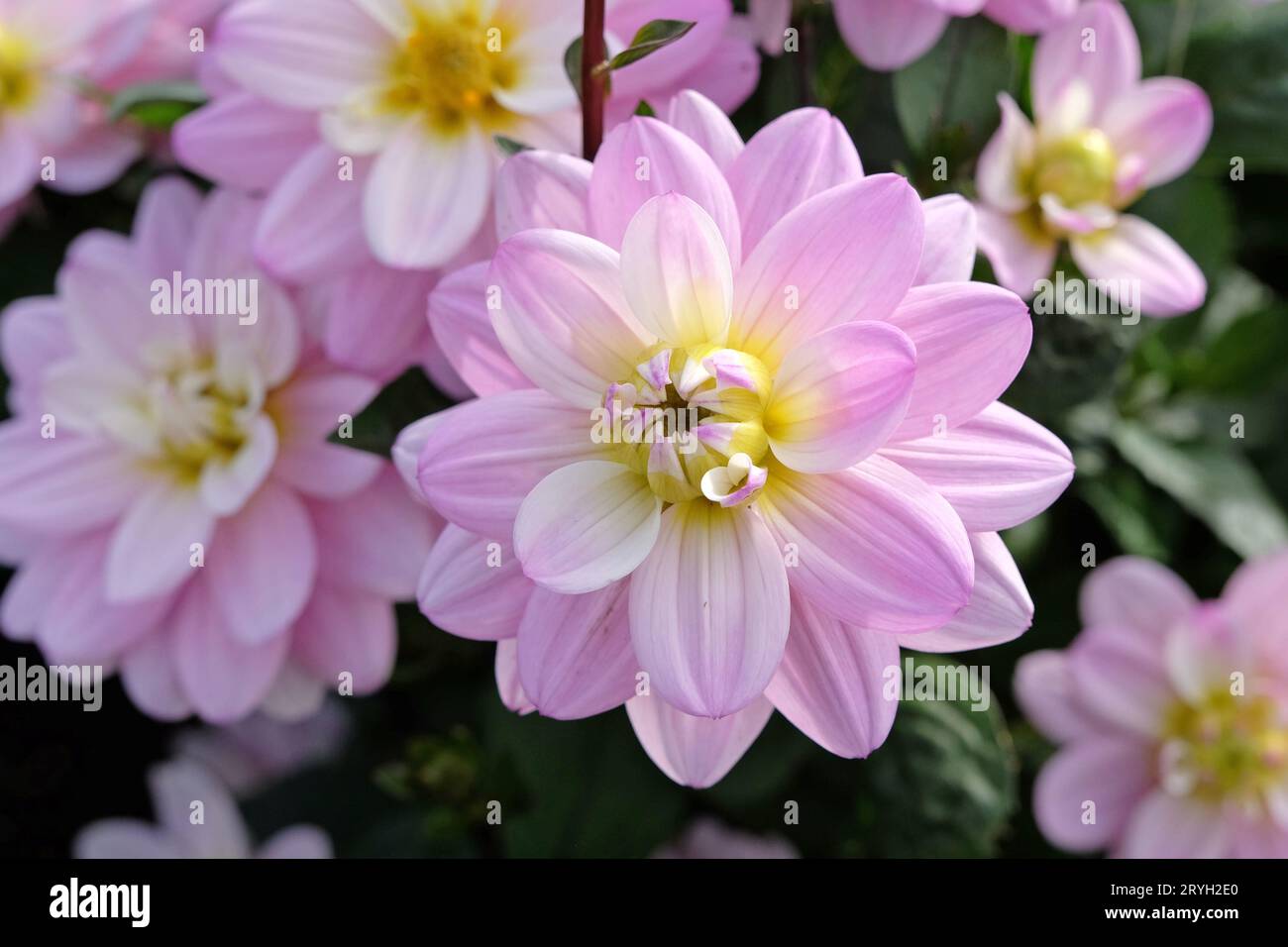 Lilla viola e bianca piccola decorativa doppia Dahlia 'Pacific Jewel' in fiore. Foto Stock