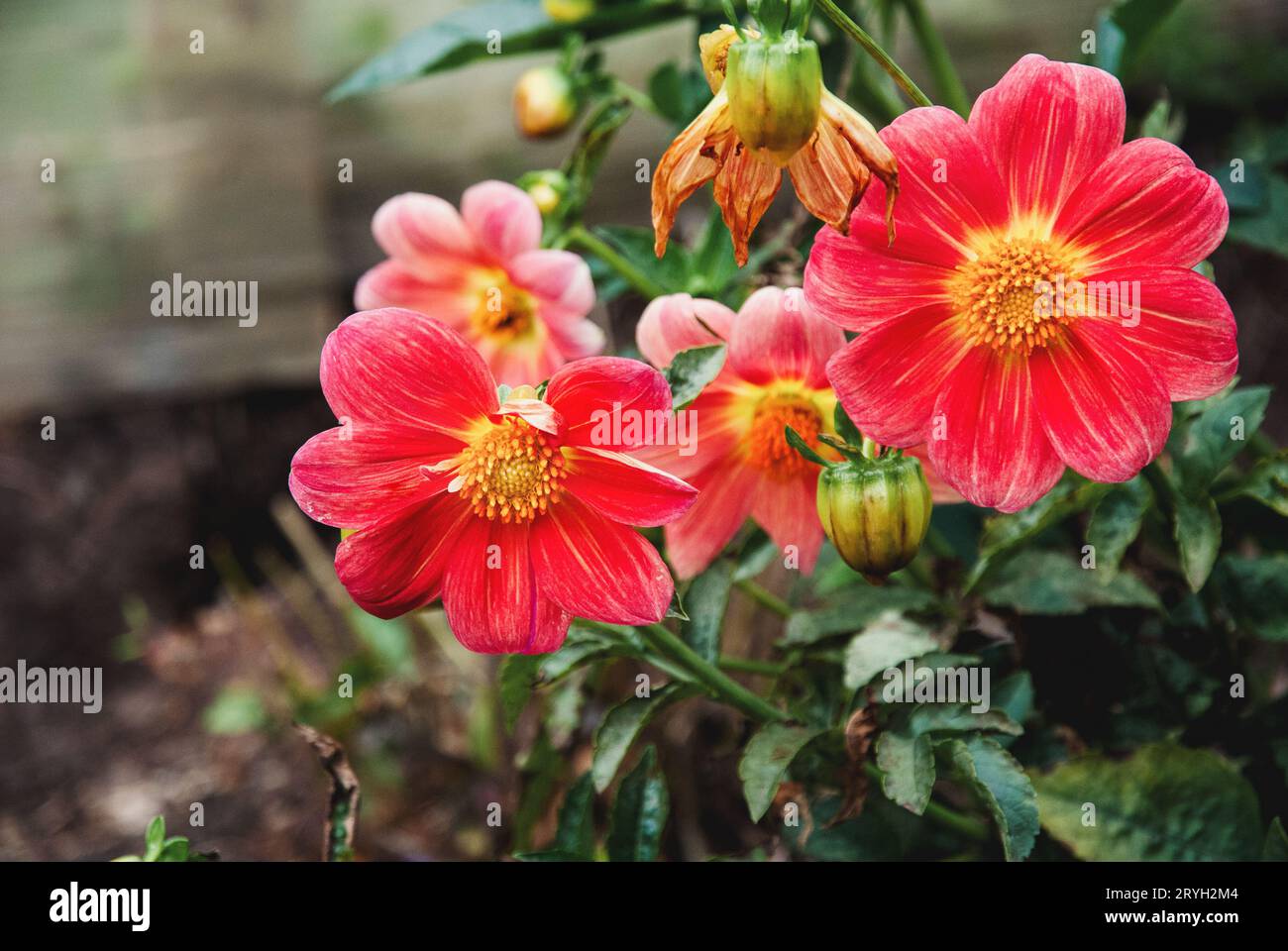 Annuale dahlias fioritura in autunno, vivace closeup fiori showy Foto Stock