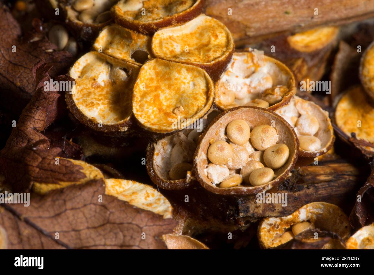 Fungo comune di nido d’uccello (foglie di Crucibulum) corpi fruttati che crescono su pacciame di legno in un giardino. Powys, Galles. Luglio. Foto Stock