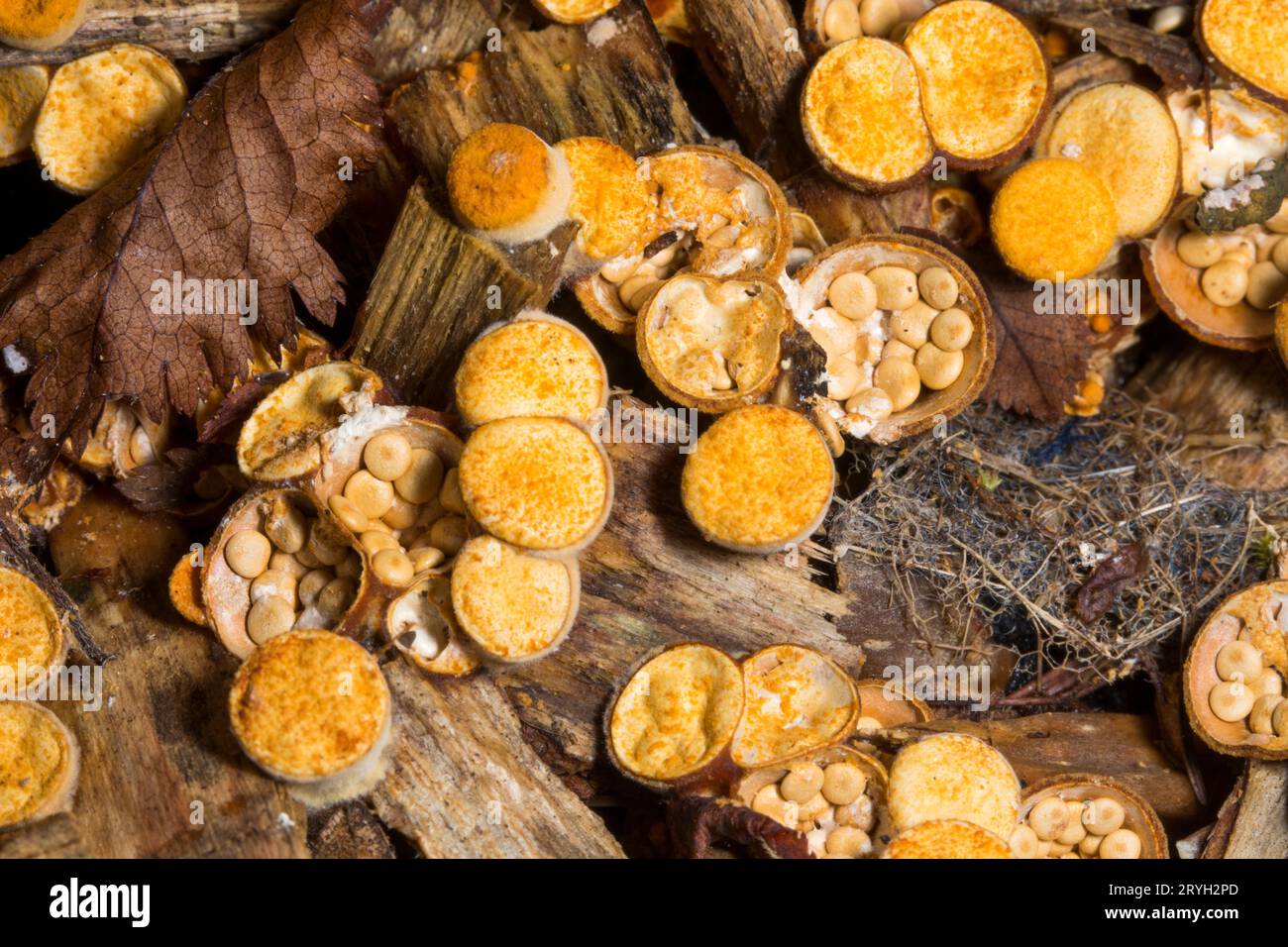 Fungo comune di nido d’uccello (foglie di Crucibulum) corpi fruttati che crescono su pacciame di legno in un giardino. Powys, Galles. Luglio. Foto Stock