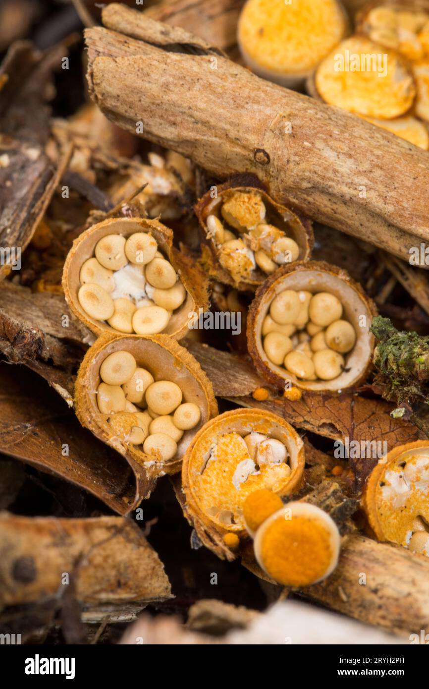 Fungo comune di nido d’uccello (foglie di Crucibulum) corpi fruttati che crescono su pacciame di legno in un giardino. Powys, Galles. Luglio. Foto Stock
