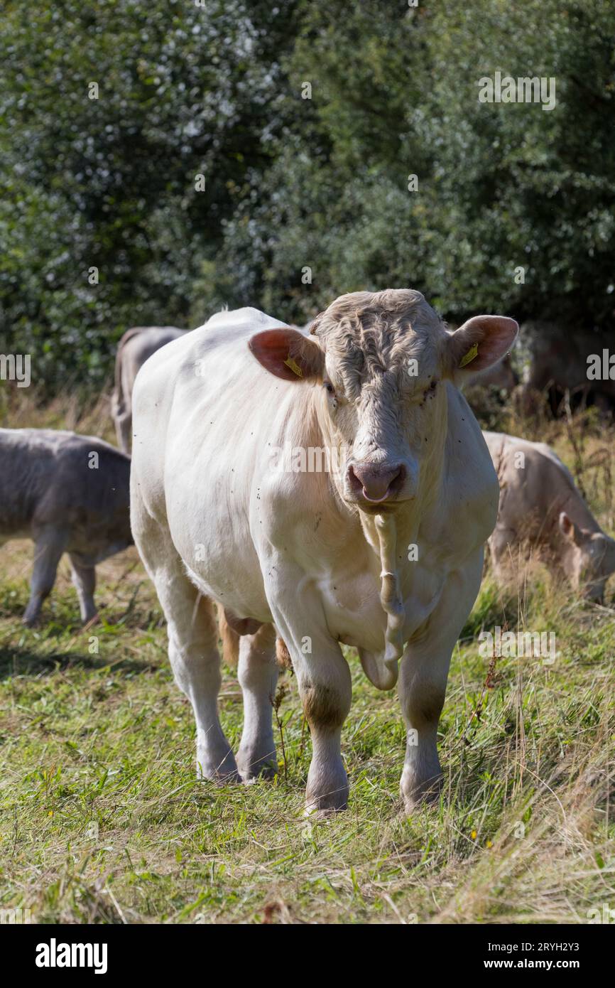 Toro Charolais con bestiame in un allevamento biologico. Powys, Galles. Agosto. Foto Stock