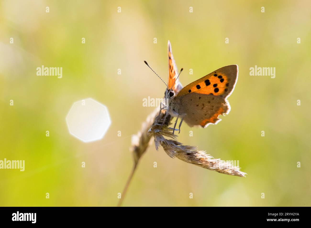 Piccola farfalla di rame (Lycaena phlaeas) appollaiata su una testa di semina erbosa in un prato. Powys, Galles. Agosto. Foto Stock