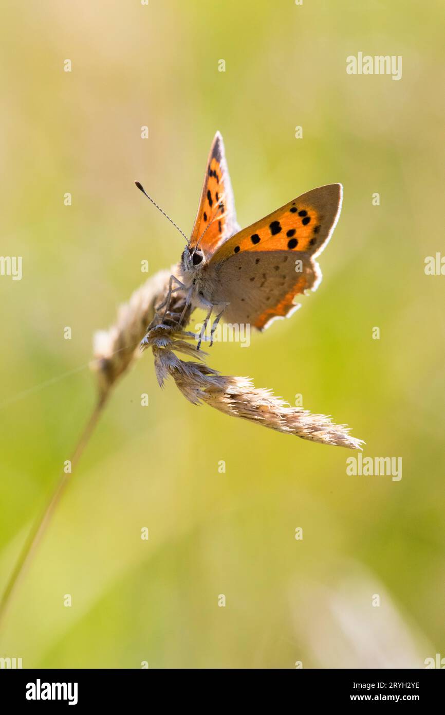Piccola farfalla di rame (Lycaena phlaeas) appollaiata su una testa di semina erbosa in un prato. Powys, Galles. Agosto. Foto Stock
