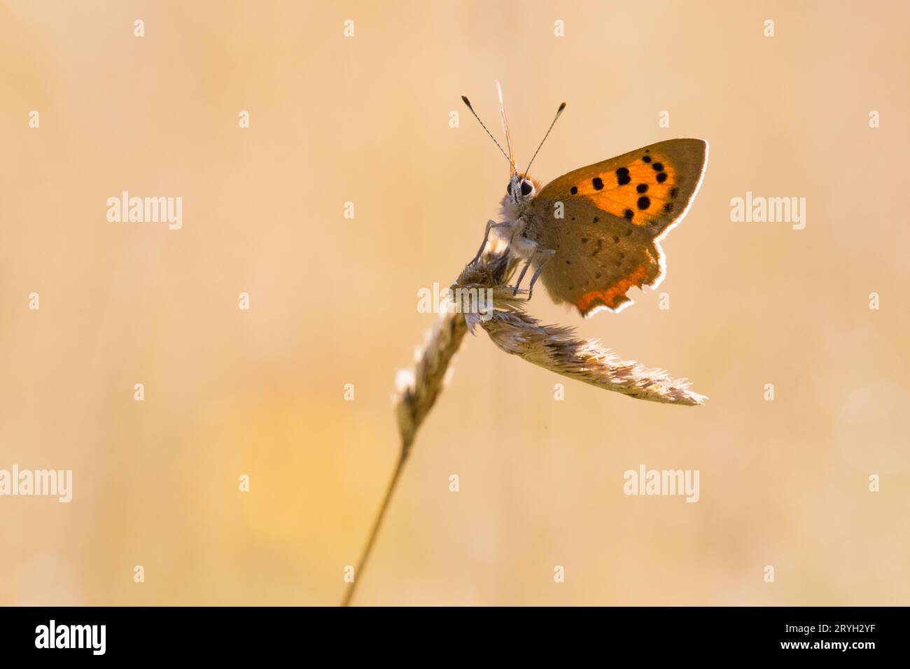 Piccola farfalla di rame (Lycaena phlaeas) appollaiata su una testa di semina erbosa in un prato. Powys, Galles. Agosto. Foto Stock