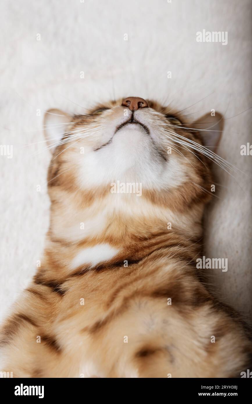 Il gatto rosso dorme su una coperta morbida. Foto Stock