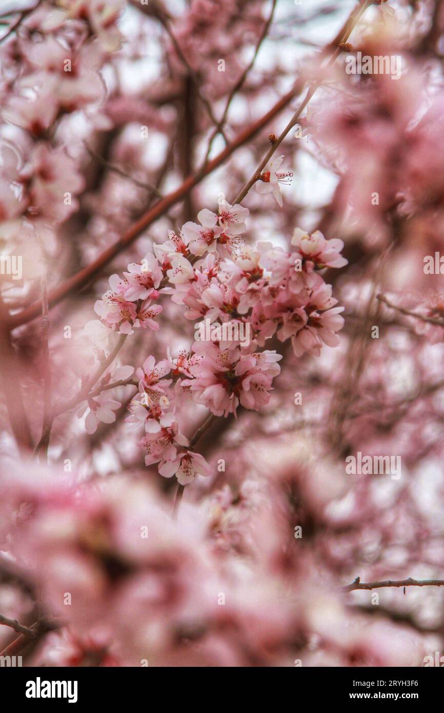 Cattura la bellezza eterea dei fiori rosa in piena fioritura, adornando gli alberi sotto il caldo abbraccio della luce del sole all'aperto. Foto Stock