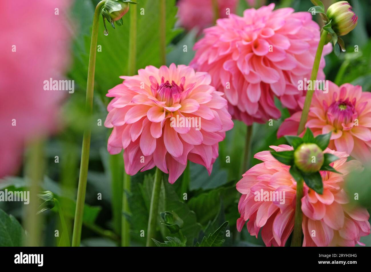 Dahlia 'Belfloor' decorata in rosa corallo dusky in fiore. Foto Stock