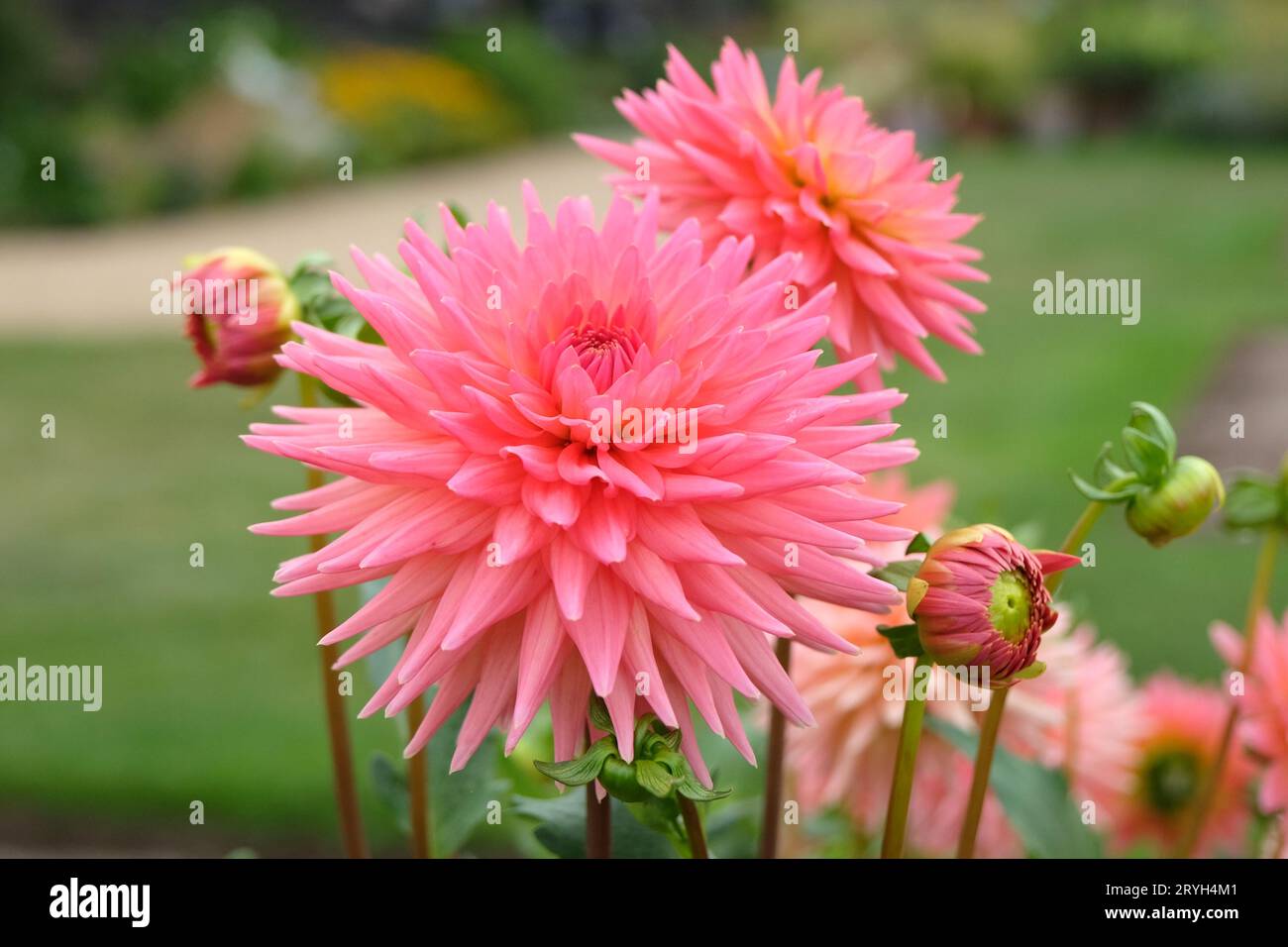 Cactus rosa corallo dahlia 'polventon phyllisÕ in fiore. Foto Stock