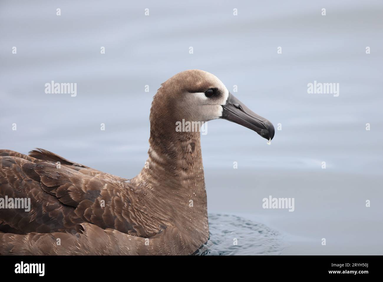 L'albatro dai piedi neri (Diomedea o Phoebastria nigripes) è un grande uccello marino della famiglia degli albatros Diomedeidae del Pacifico settentrionale. Questo fot Foto Stock