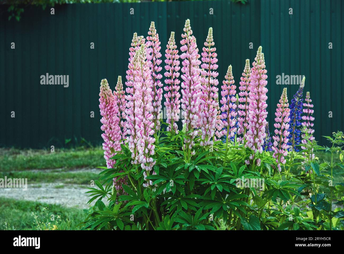Lupino pianta fioritura con fiori rosa in estate, Lupinus polyphyllus Foto Stock