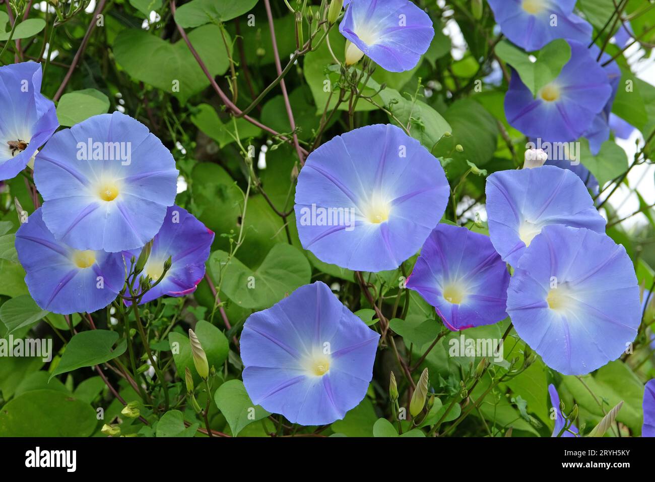 Blu brillante Ôheavenly blueÕ di gloria messicana mattutina in fiore. Foto Stock