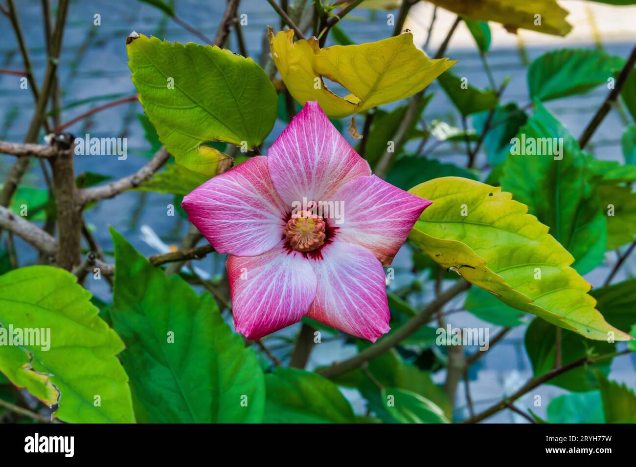 Hibiscus - a Foto Stock