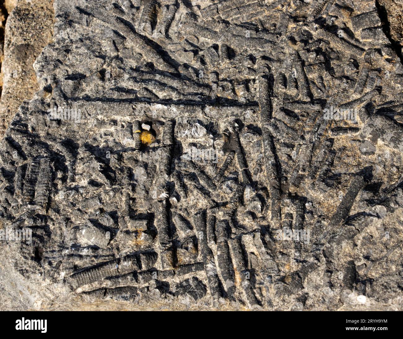 Gli steli di Crinoidi, o Ligile di mare, giacciono in fitti ammassi di calcare vecchi di 340 milioni di anni formatisi sul fondo marino di un oceano tropicale poco profondo. Foto Stock