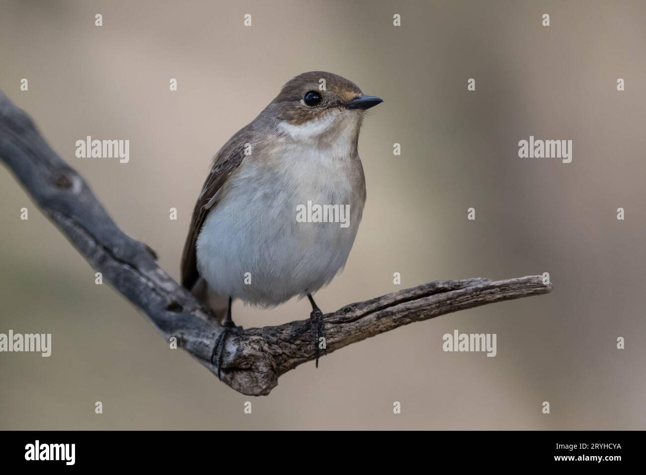 Pied flycatcher europeo, Ficedula hypoleuca, arroccato su un albero, Lleida, Catalogna, Spagna Foto Stock