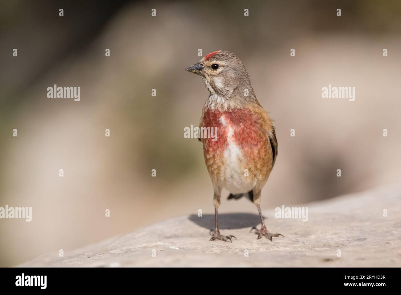 Linnet comune, Linaria cannabina, Lleida, Catalogna, Spagna Foto Stock