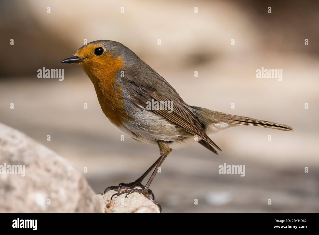 European robin, erithacus rubecula, Lleida, Catalogna, Spagna Foto Stock