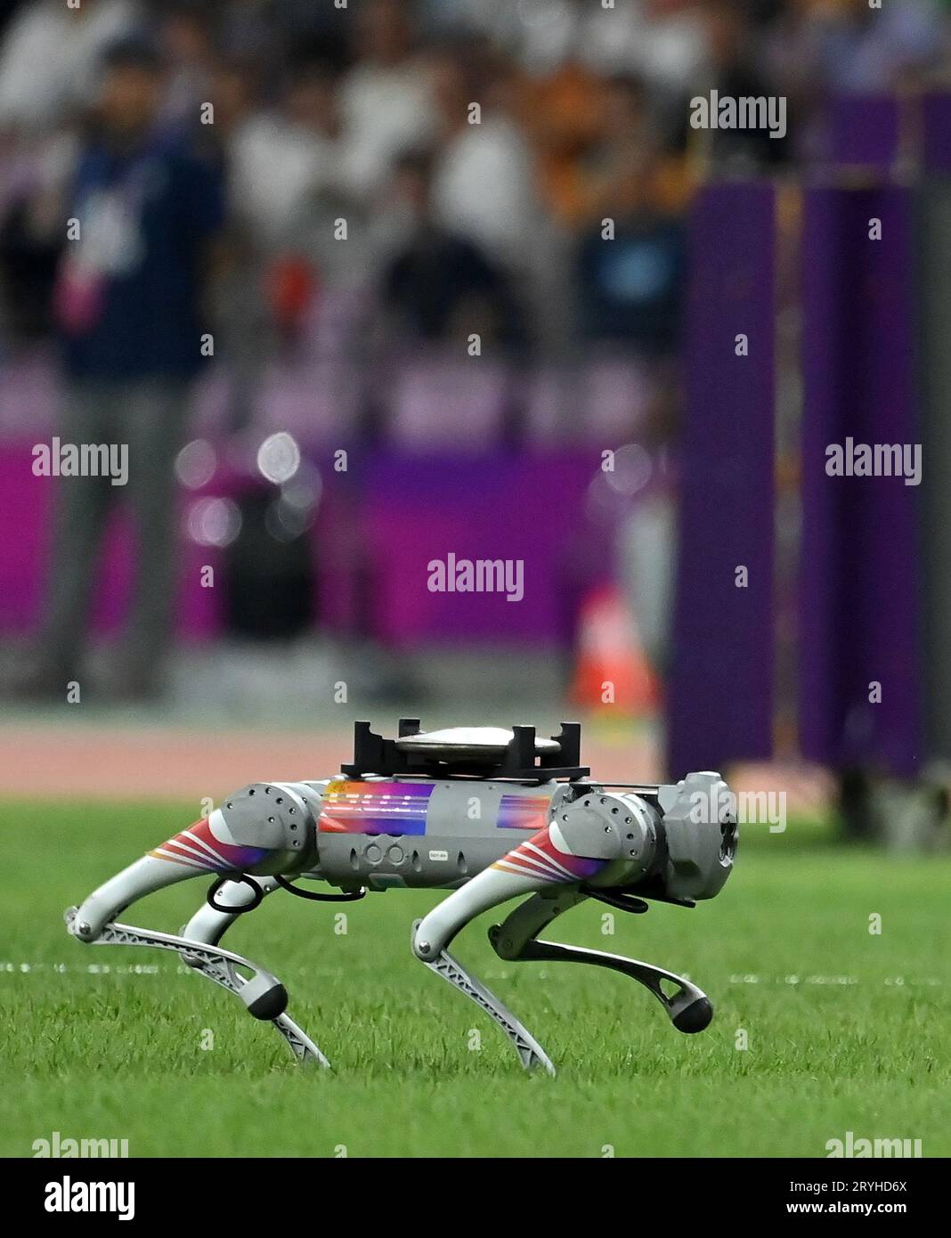 Hangzhou, provincia cinese di Zhejiang. 1 ottobre 2023. Un cane robotico è visto per il trasporto del disco prima della finale di atletica leggera del lancio del disco femminile ai 19esimi Giochi asiatici di Hangzhou, nella provincia dello Zhejiang della Cina orientale, 1 ottobre 2023. Credito: Jiang Han/Xinhua/Alamy Live News Foto Stock