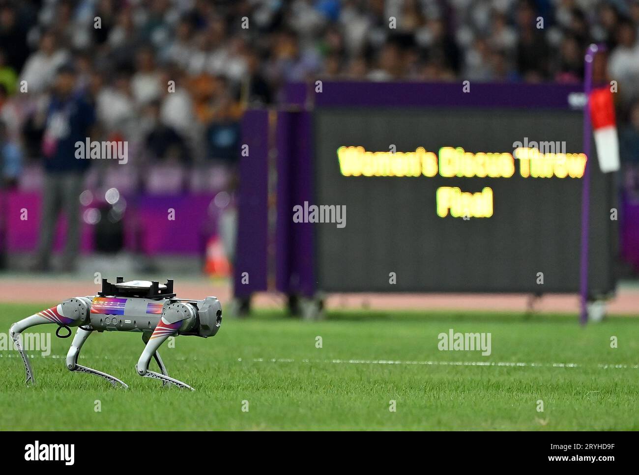 Hangzhou, provincia cinese di Zhejiang. 1 ottobre 2023. Un cane robotico è visto per il trasporto del disco prima della finale di atletica leggera del lancio del disco femminile ai 19esimi Giochi asiatici di Hangzhou, nella provincia dello Zhejiang della Cina orientale, 1 ottobre 2023. Credito: Jiang Han/Xinhua/Alamy Live News Foto Stock