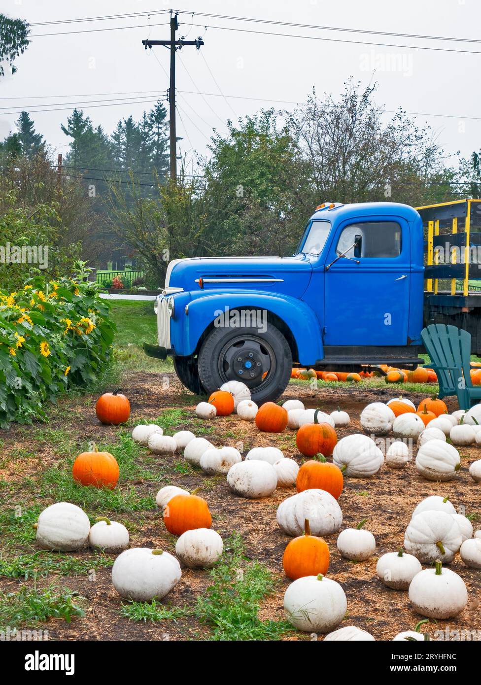 Zucche bianche e arancioni che si stendano a terra accanto al camion blu Foto Stock