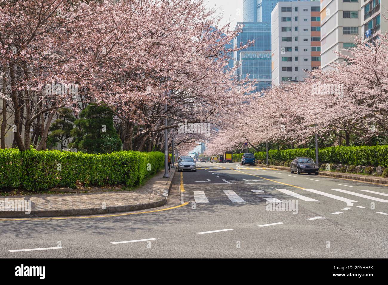 Cherry Blossom a Haeundae Dalmajigil Road, Busan Corea del Sud Foto Stock