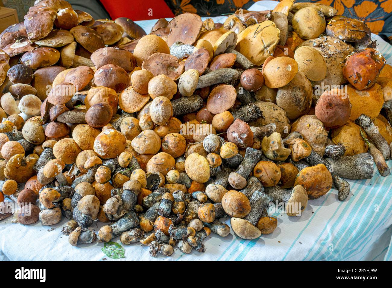 funghi sani, belli e commestibili di diverse forme sul tavolo, per conservare funghi per nutrizione, dieta sana, adatti per vegetariani Foto Stock