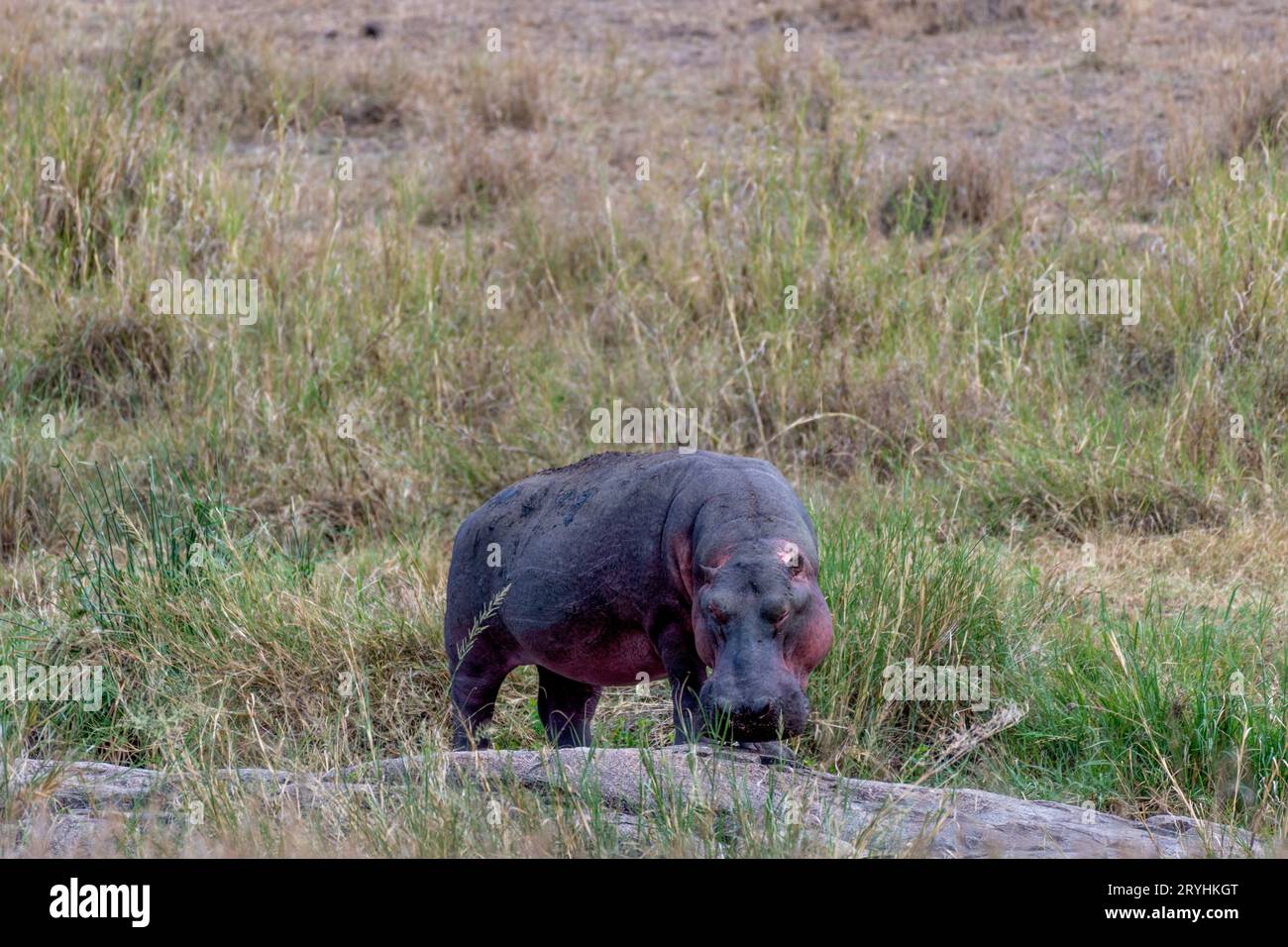 Ippopotamo selvaggio nel parco nazionale del Serengeti Foto Stock