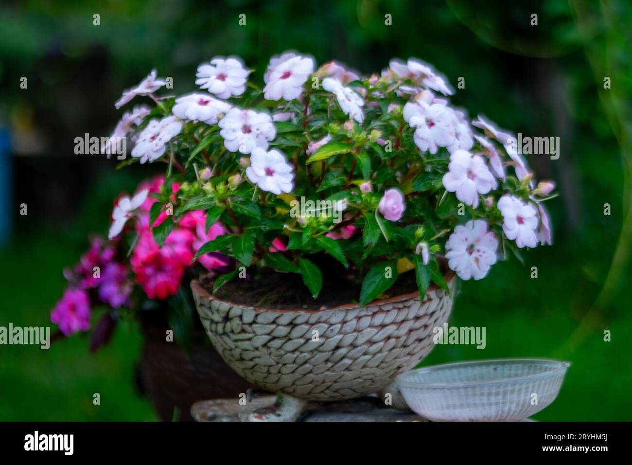 Bellissimi fiori estivi in un vaso di fiori, interno del giardino, falchi Impatiens, giardino con aiuole e piante colorate Foto Stock