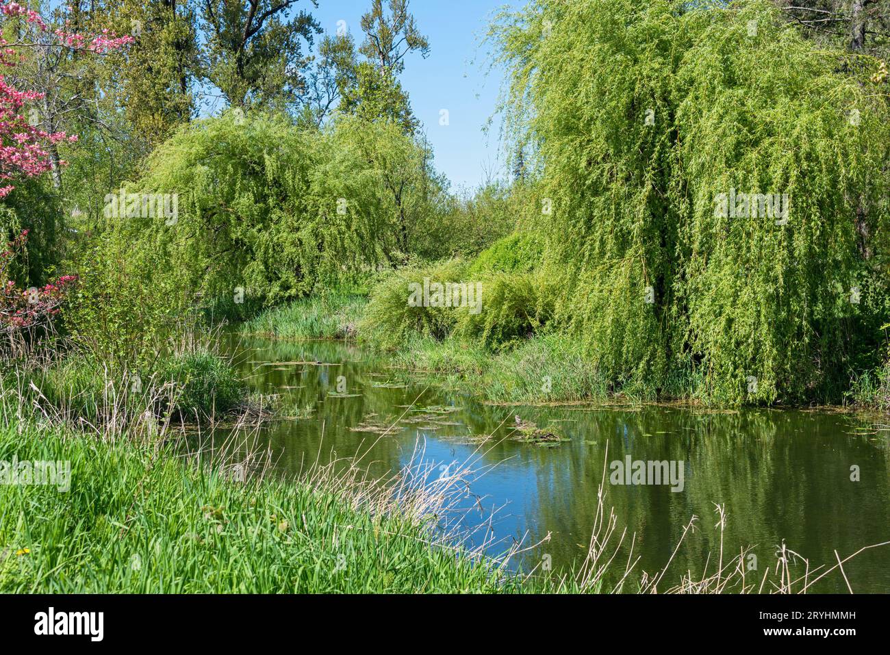 Alberi verdi e erba intorno fiume lento in luminoso caldo giorno d'estate Foto Stock