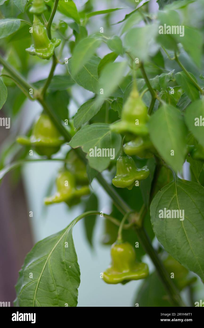 Campane verdi, peperoncino su cespugli che crescono in un peperoncino verde serra, peperoncino (anche peperoncino, peperoncino, peperoncino o peperoncino, latino: C. Foto Stock