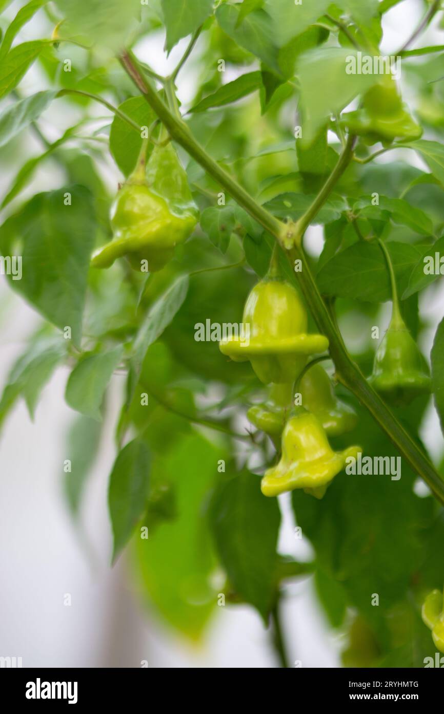 Campane verdi, peperoncino su cespugli che crescono in un peperoncino verde serra, peperoncino (anche peperoncino, peperoncino, peperoncino o peperoncino, latino: C. Foto Stock