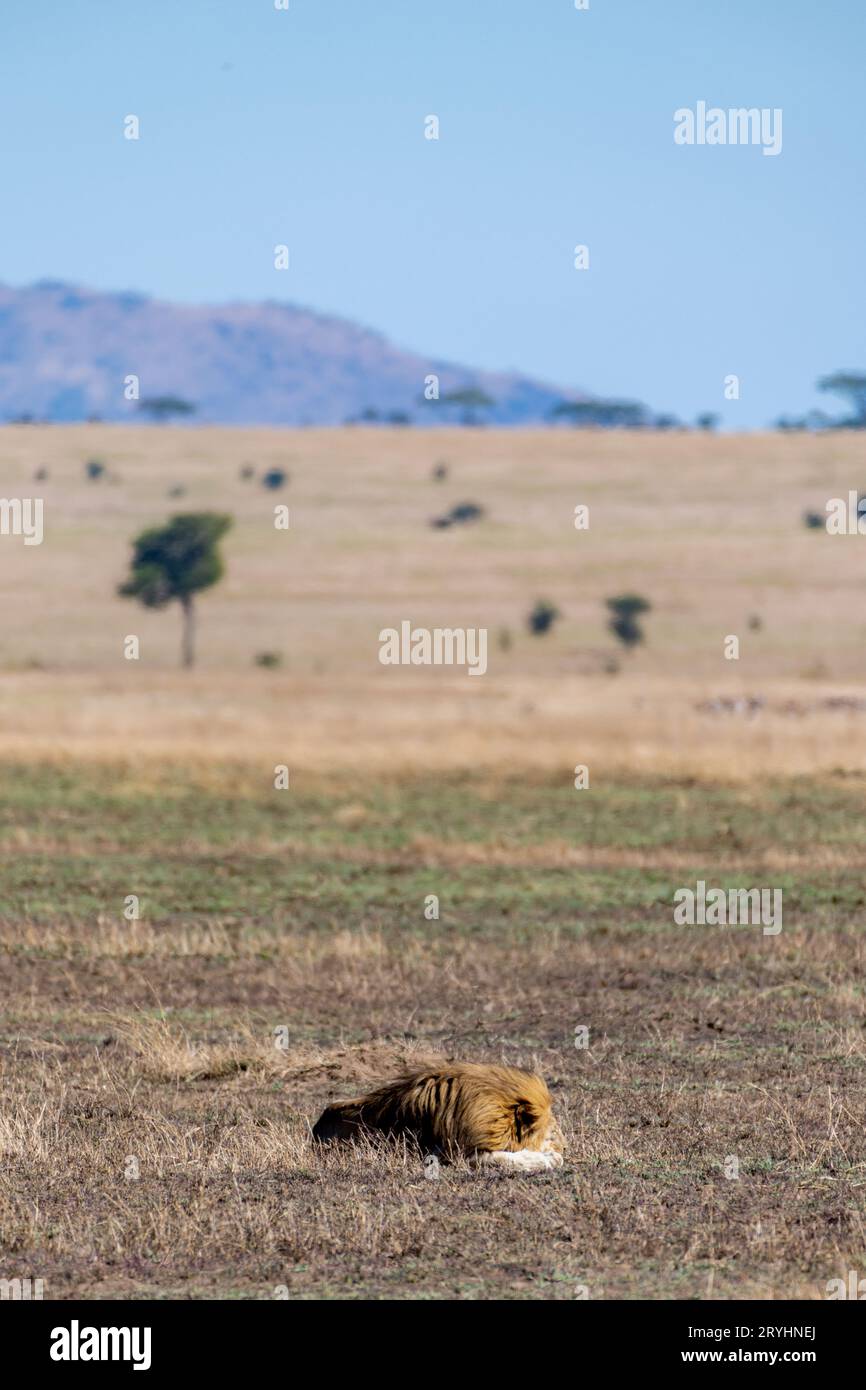 Leonessa selvaggia nel Parco Nazionale del Serengeti nel cuore dell'Africa Foto Stock