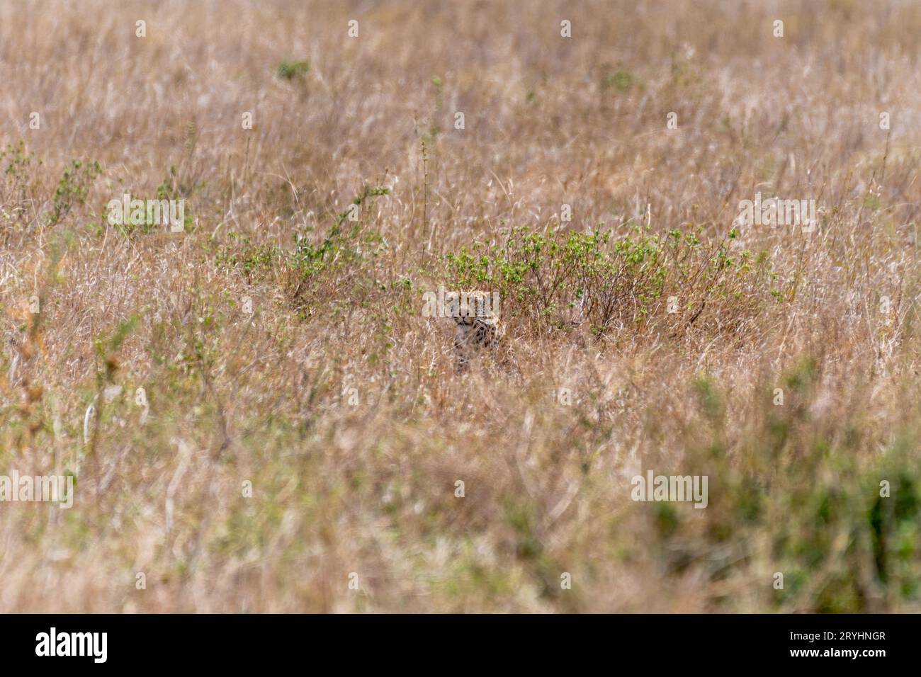 Ghepardo selvatico nel parco nazionale del serengeti Foto Stock