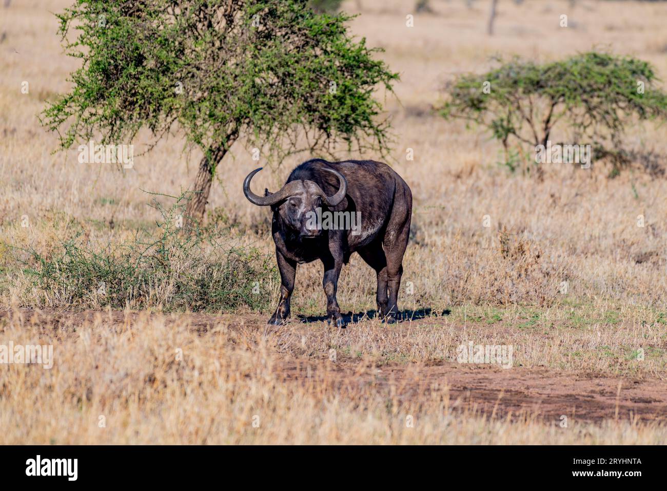 Bufalo selvaggio nel Parco Nazionale del Serengeti Foto Stock