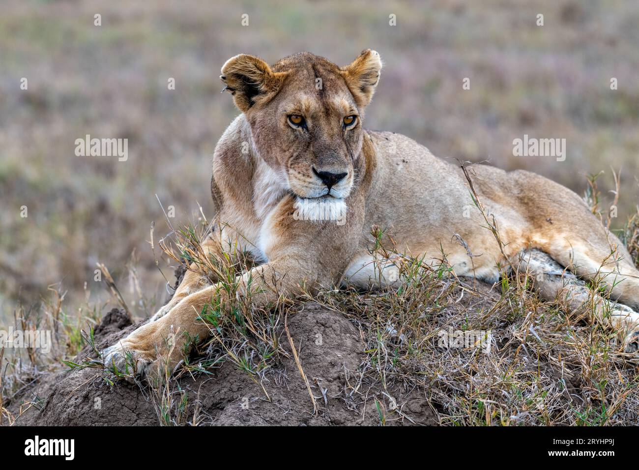 Leonessa selvaggia nel Parco Nazionale del Serengeti nel cuore dell'Africa Foto Stock