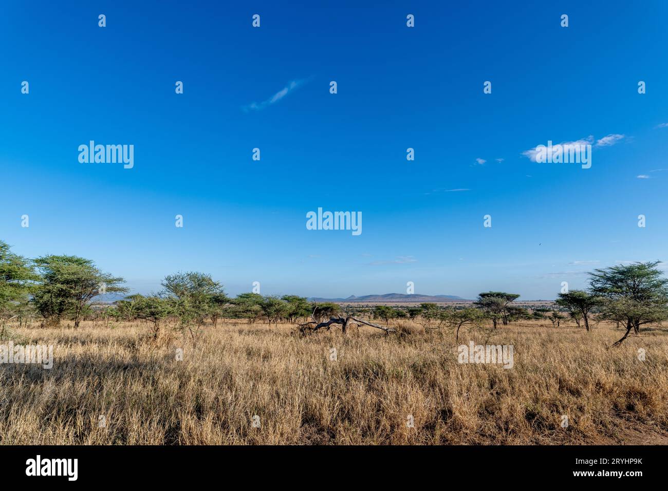 Paesaggio della savana nel Parco Nazionale del Serengeti Foto Stock