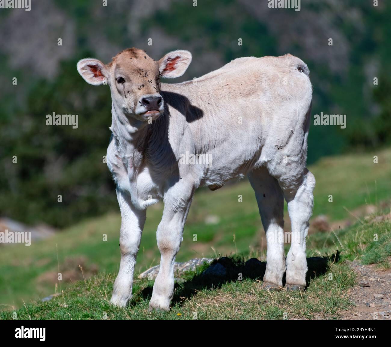 Mucca che pascolano sulle montagne dei Pirenei Foto Stock