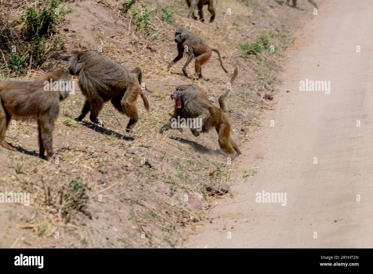 Scimmie selvatiche nella savana africana Foto Stock