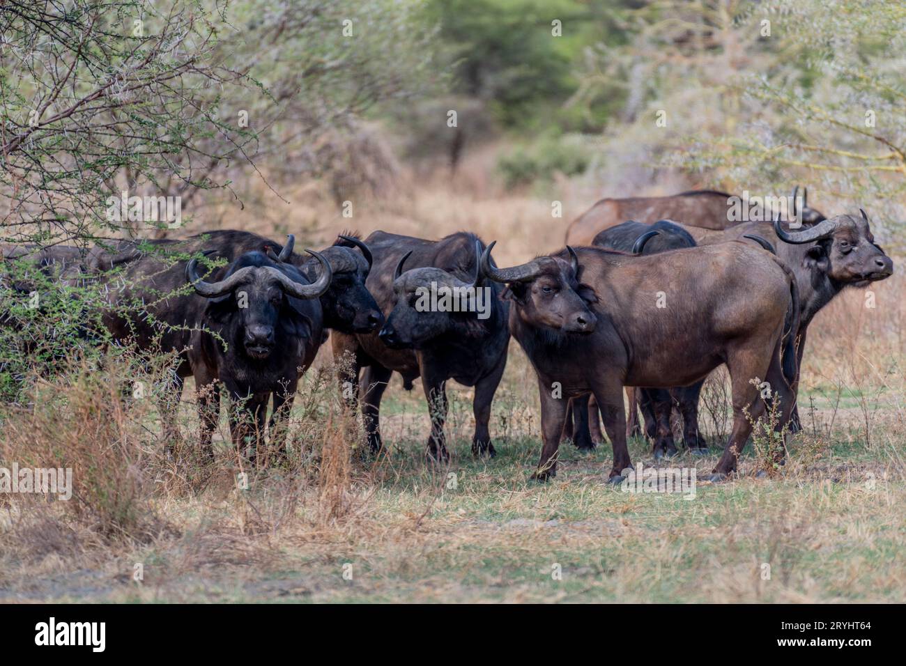 Bufalo selvatico nella savana africana Foto Stock