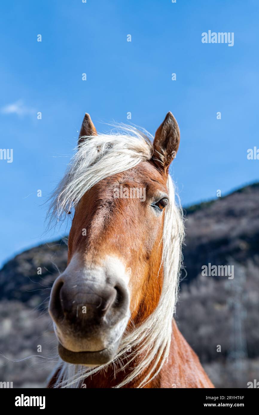 Cavalli dei Pirenei che pascolano all'aperto in una giornata di sole Foto Stock