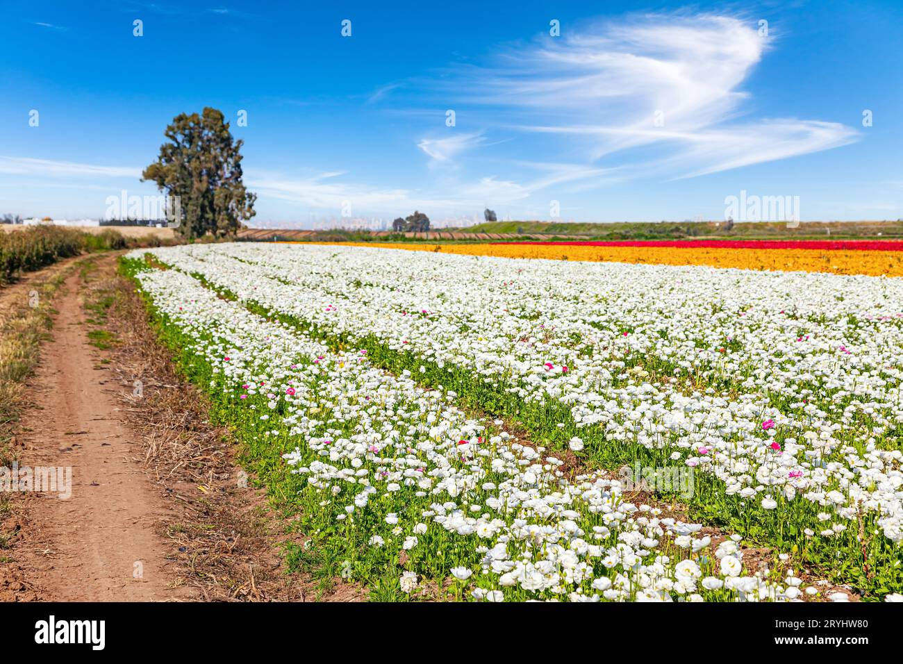 Pittoreschi campi di fiori Foto Stock