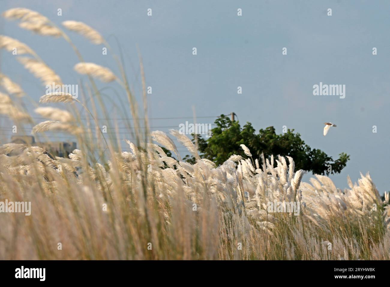 Quando "sharat" inizia nel mese di Ashwin, è quasi come se le nuvole scendessero mentre i fiori d'erba di Kans, noti come Kanshful, si diffondono attraverso le terre. A Foto Stock