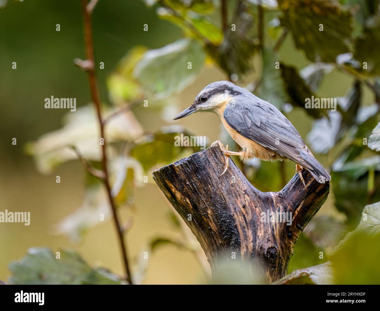 Foraggio europeo di nuthatch all'inizio dell'autunno nel Galles centrale Foto Stock