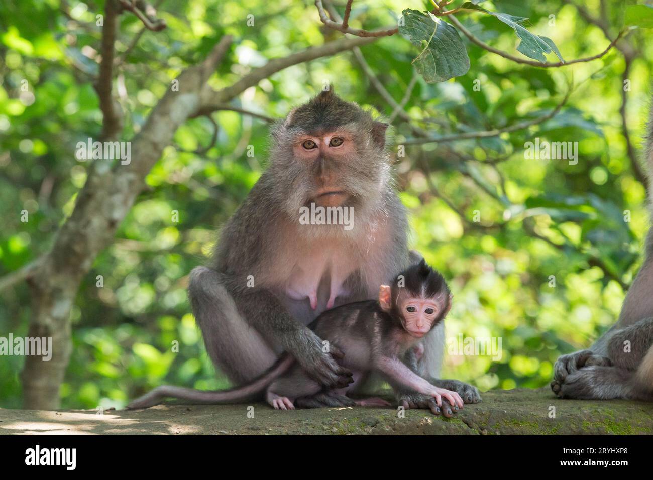 Una madre e un bambino macaco dalla coda lunga nella Monkey Forest di Ubud. Foto Stock