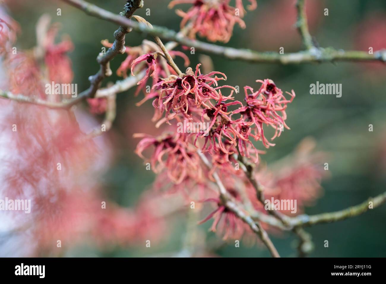 Hamamelis intermedia Hiltingbury, nocciolo di strega Hiltingbury, grande ragno come fiori di color rosso rame e bronzo. Foto Stock