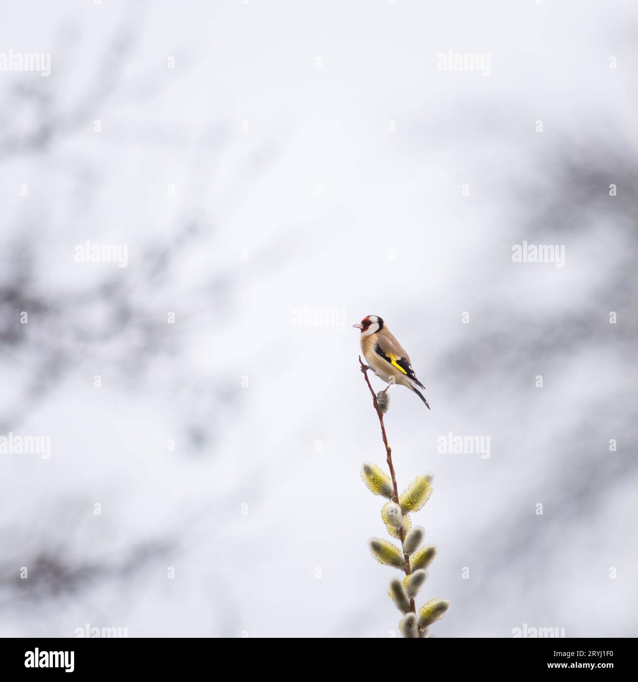 Goldfinch arroccato su un bastone salice Foto Stock